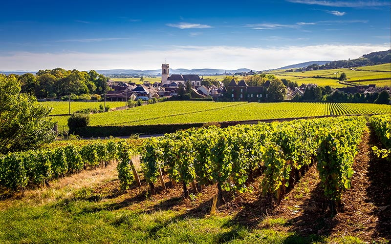 Village de Pommard  - Vignoble de la côte de Beaune