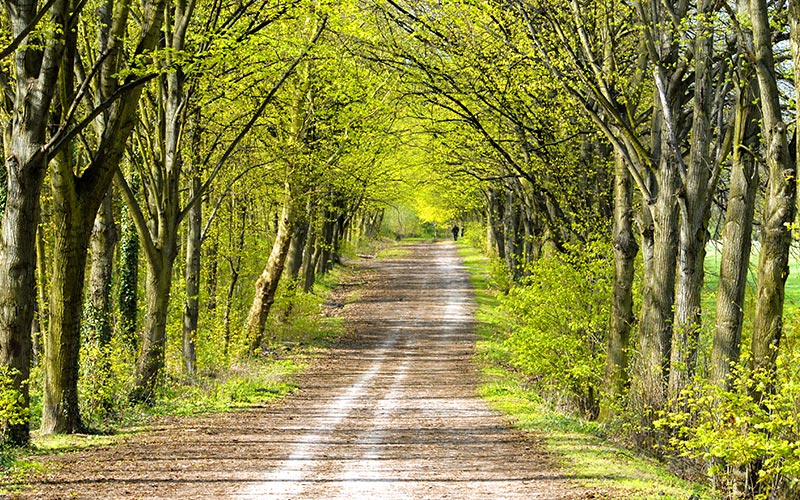 Bois de Clamart à proximité de Châtillon