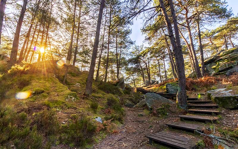 Forêt de Fontainebleau