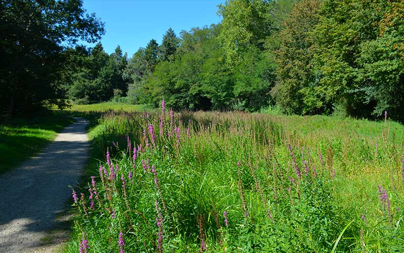 La vallée du Cens à Orvault