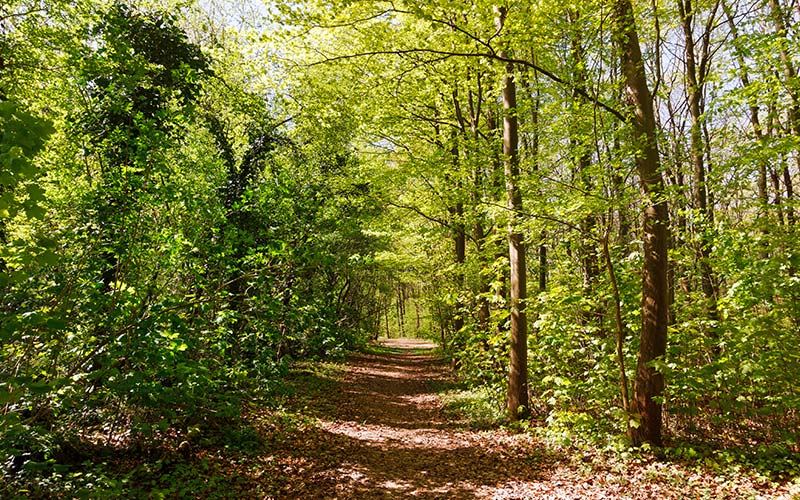 Forêt Domaniale de Palaiseau à proximité de Saclay