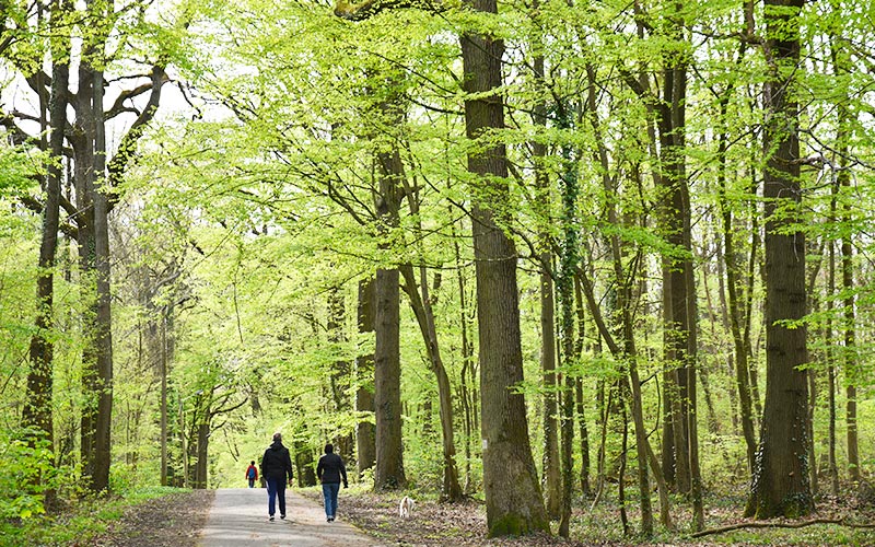 Balade dans la  forêt de Sarcelles et Ecouen