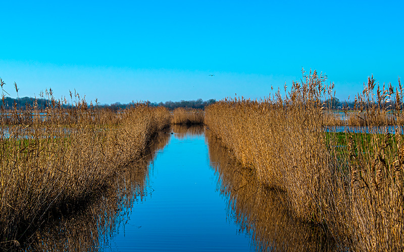 Un canal et ses roseaux dans les marais de Challans