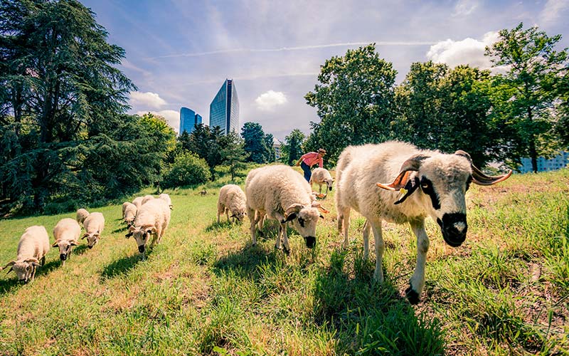 Moutons en Tranhumance Urbaine